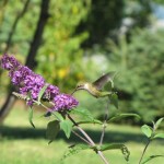 Hummingbird break
